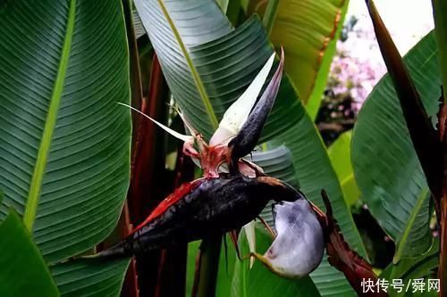 神奇!这个开花树居然可以长成这样震撼世人!真是太美了