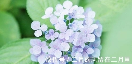 乖巧|不服管,不妥协的星座,乖巧只是表象,迎风飞翔,编织美好未来