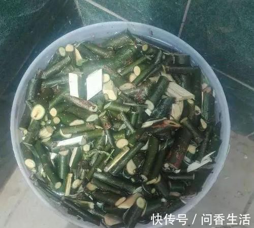 再萎蔫难养的花,盆里浇1勺水,根系健硕,花开更加旺盛