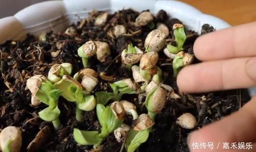 花盆|买来的花生米直接撒花盆里养，没过一周就长满一大盆，要不要吃掉