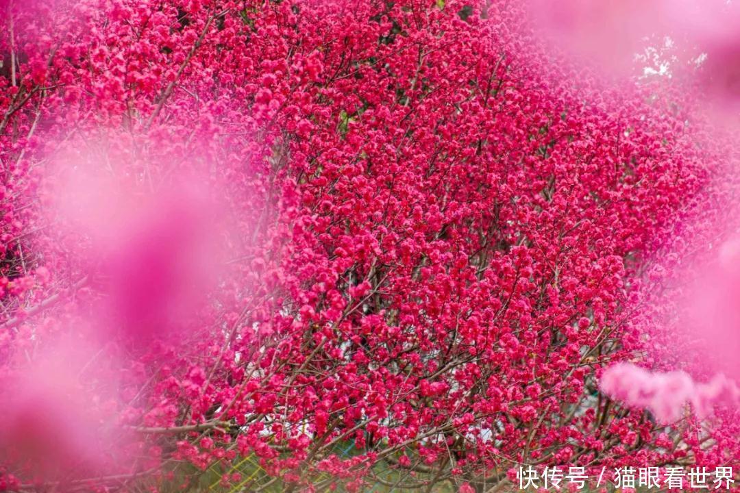 中年|打卡拍照赶紧出发吧秀丽东方桃花开了还有西南最大冰岛虞美人花海