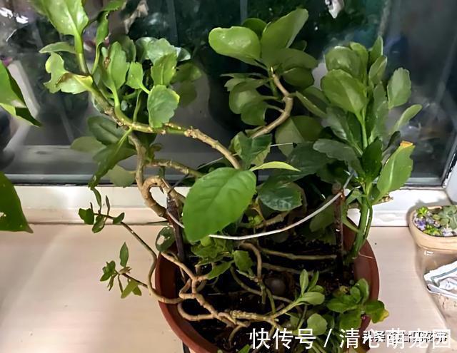 多肉植物|6种花,长高就“变丑”,株型低矮才“漂亮”,要舍得剪