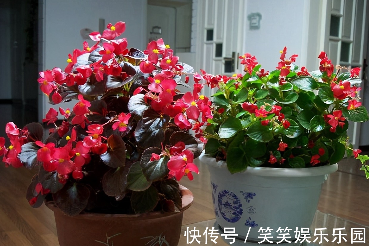 红掌|室内养盆“四季花”,花量巨大,一年365天,每天开花