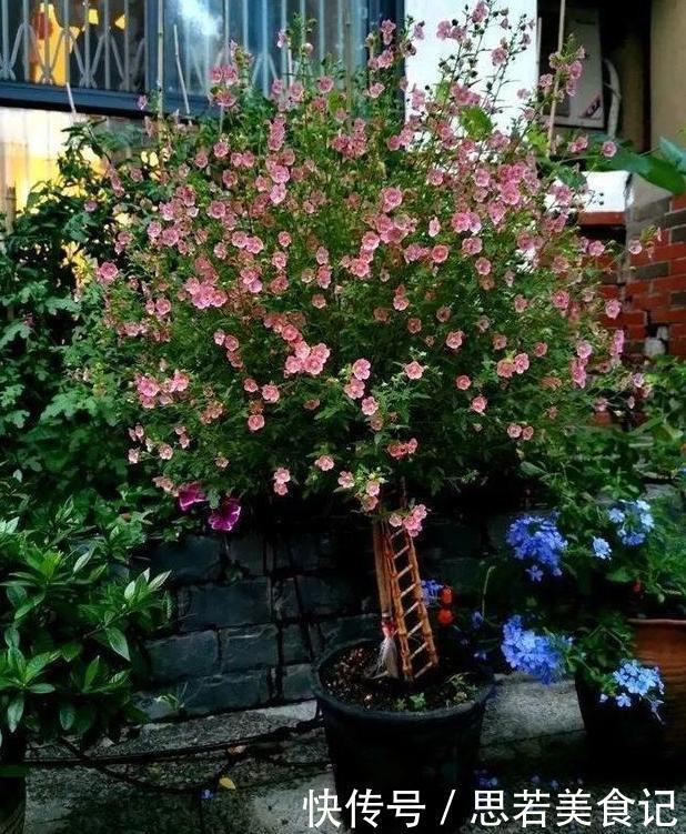 北方夏季温度高，盆栽养花就栽种它们，能一茬接一茬砰砰开花