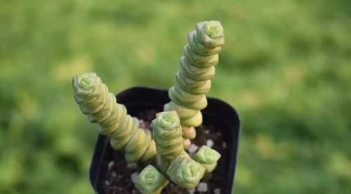 养多肉小米星，掌握“3秘诀”，叶片肥美，颜色好看得不得了！