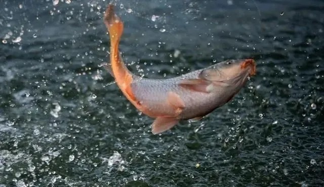 钓位|冬季正是钓鲤鱼旺季!只要掌握技巧,平时见不到的大鲤鱼频繁咬钩