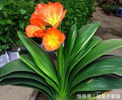 冬天养君子兰,3个动作催一催,叶片挺拔如折扇,开出层叠群花!