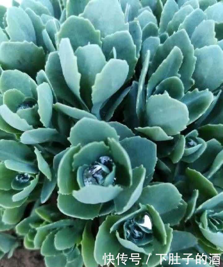 3种绿植,养在阳台露台上,不怕风吹日晒,开花也很美