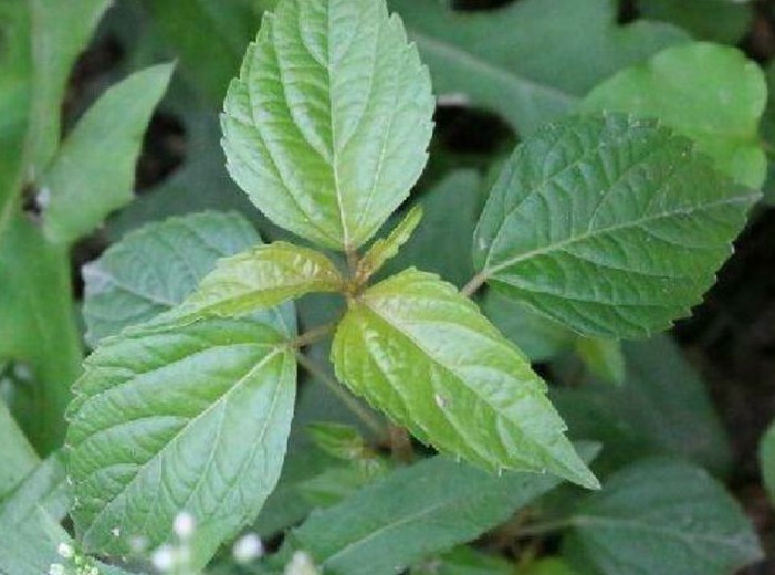 东风菜|常见3大野菜，能凉血止血，清热解毒，调中开胃，快来了解一下吧