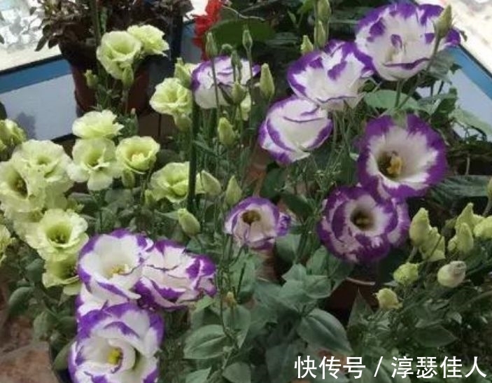 红掌|冬天养此几款花卉,花色繁多易爆盆,娇艳欲滴