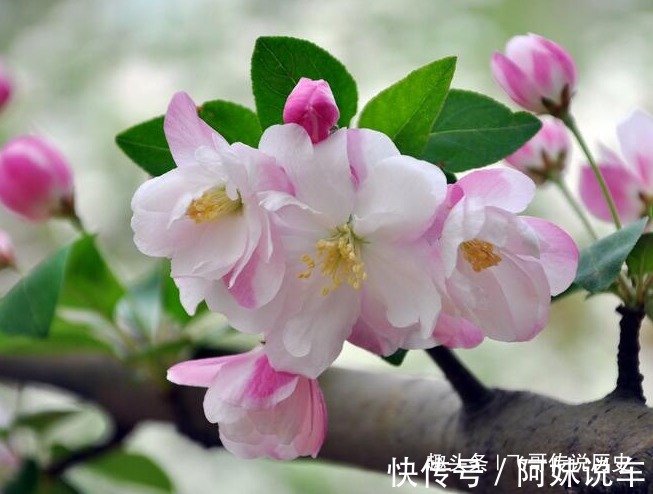 此花是花中贵妃,花色美丽明艳,但是象征着苦恋