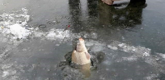 冬天|别觉得冬天气温低就不好钓鲫鱼,注意这几点,再冷的天也有鱼口