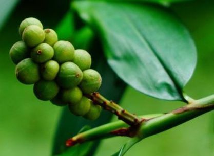 远看像竹子,开花像姜花,果实似橄榄