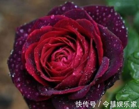 玫瑰花,最美的“4种”,随便养一盆,比香水好闻,比牡丹更好看