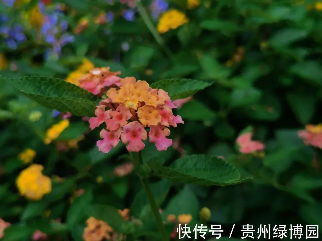 天坑|【展园风采】“山城”—重庆