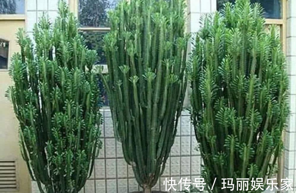 福气|老人说3种”丑“但”镇宅“的盆栽,迎财又挡煞,福气不请自来