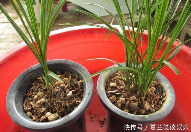 自制|分享养花技巧,7天自制“有机肥”,最有效最简单,养花最实用
