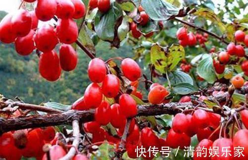 大补|大补元气的一味药,不是人参!名医张锡纯把它用的出神入化