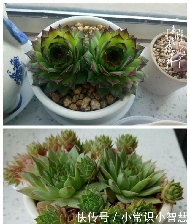 我是多肉飘窗党,我来晚了!我是多肉飘窗党,我来晚了!