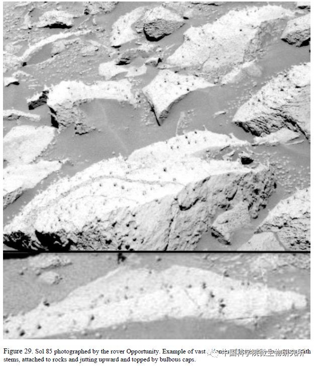 非生物 火星上存在真菌吗？