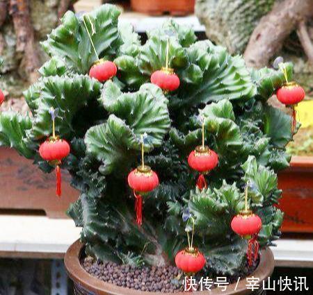 身高八尺的“麒麟掌”,养护3个要点,长的威风凛凛,保家镇宅