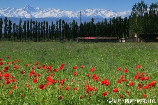 5月伊犁的草原山花烂漫，天山红花无疑是其中最靓丽的一道风景