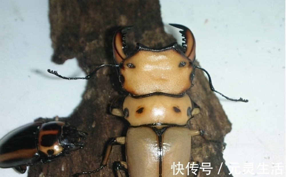 动漫|日本的可怕昆虫你见识过么?动漫创意来源!