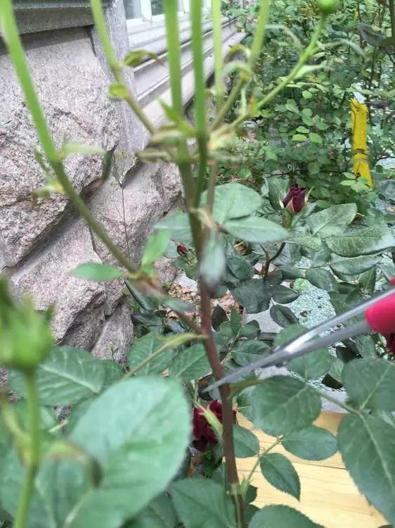 长寿月季花后赶紧剪一刀,剪完就开花,一直剪一直开!