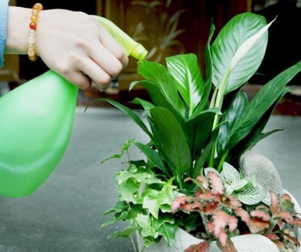 土壤|3种错误的养花方法,你有没有做过难怪养起花会越养越“糟”