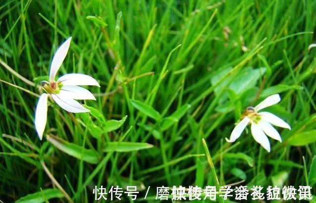 湿疮|一味能“去热邪散各种无名肿毒,除湿气消一身水肿湿疮”的良药