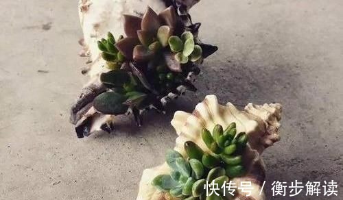 除了花盆之外,这些东西也是绝佳的养花神器,你用过吗?