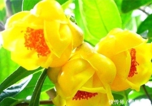 松针叶|想长寿花多冒苞,土里埋下这“两”料,顺利春化,绽放层叠群花