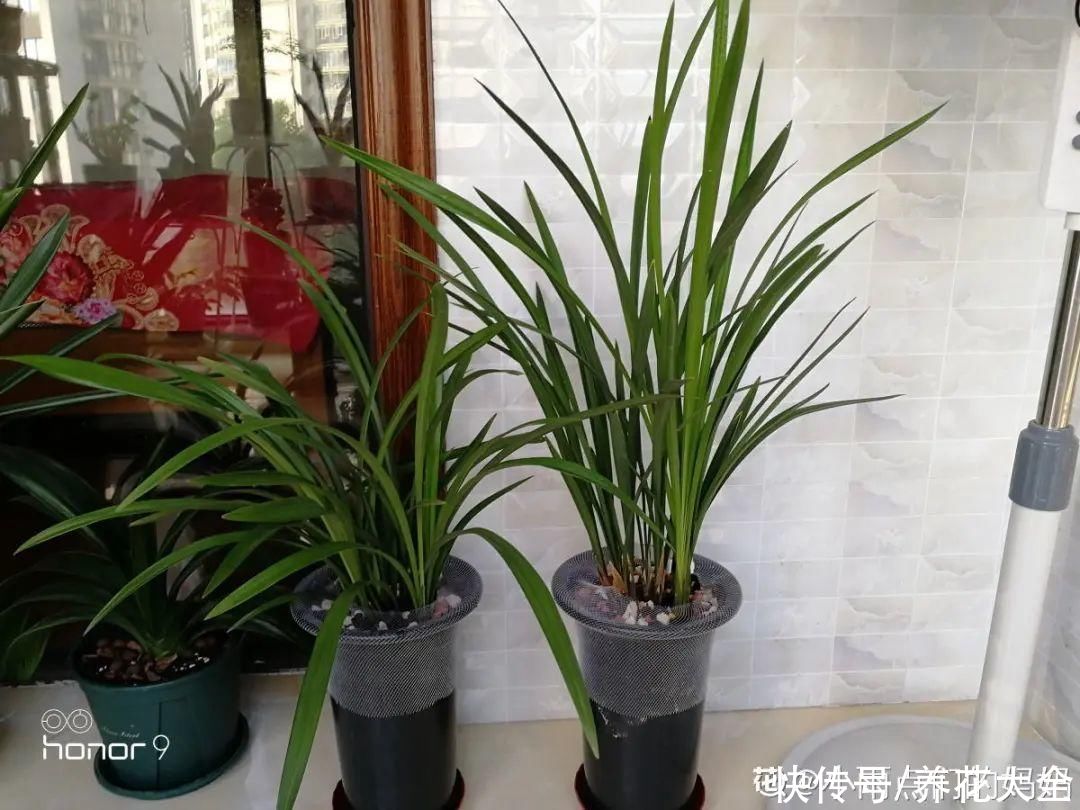 最怕晒的10种花，赶快搬进屋，否则会死掉