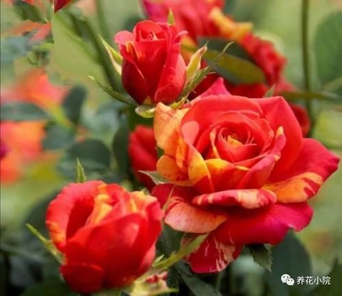 家里没有阳光,不要去养3种花,养了也不开花