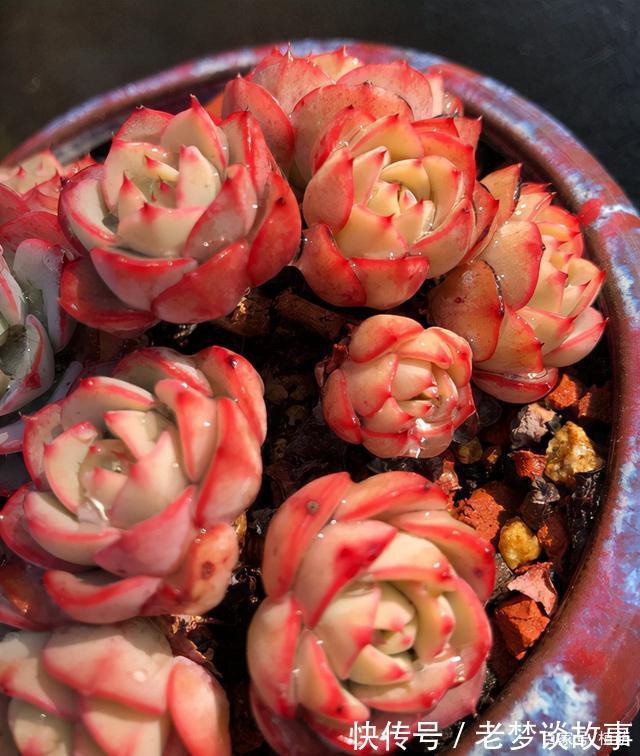 不要嫌弃奶油黄桃状态不好，接下来把5点做好，爆盆，上色不用愁