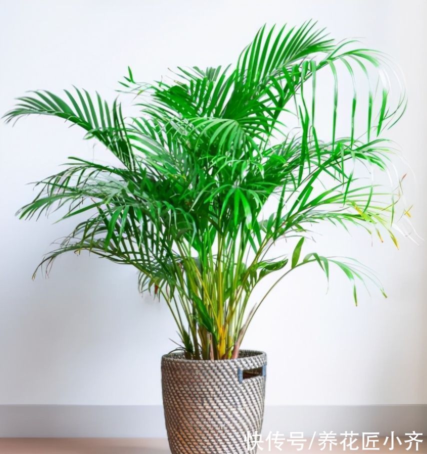 13种“耐阴”花,家里采光差,选它就对了,养好爆盆很轻松