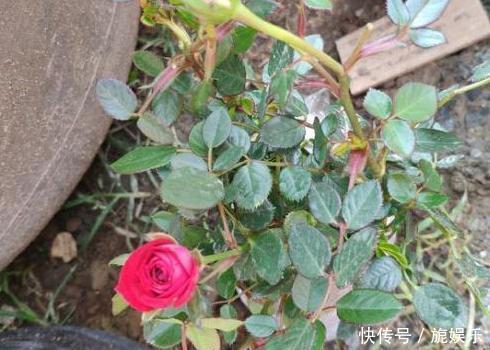 养花就用它做花肥,半年追加一次,比柳枝水、阿司匹林实用