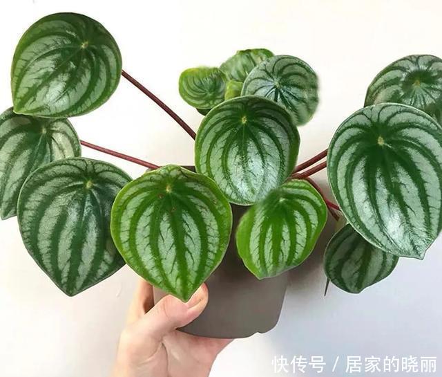 家里养几盆西瓜皮椒草,耐阴又好养,叶片自带花纹,清新又可爱