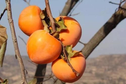 绊脚石|5种食物是孩子发育的“绊脚石”,妇幼主任:长高难,少给孩子吃