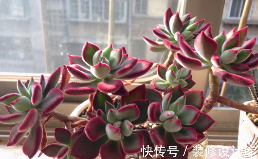 盆栽|这4种“直立桩”多肉,美到爆,盆栽清新脱俗、别有韵味