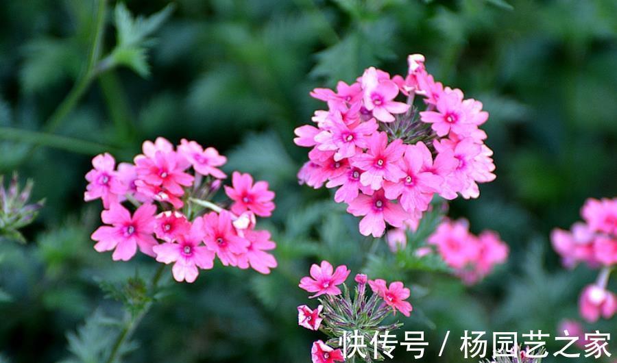 花海|6种优质低价的漂亮花,好养好看开出花海,有效降低养花成本