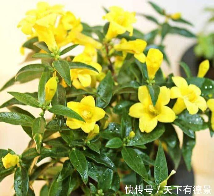  家里阳台必养此款花卉，一次开放100朵，开花红又旺，好运来！