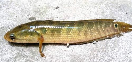 农村|农村儿时这种野生小鱼,有很多叫不出名字的鱼,你还记得多少