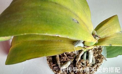 君子兰黄叶子,叶片不平整起波纹是什么原因,还能救吗