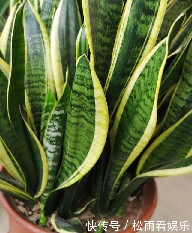 养了十多年的普通花草,竟然都能“开花”,看你家有吗