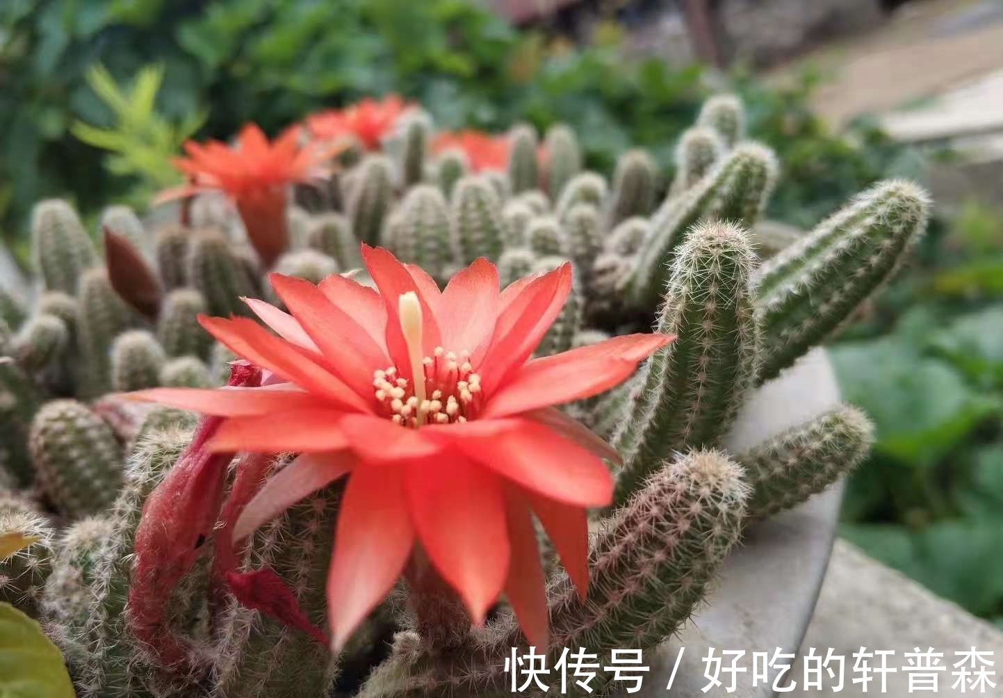 “毛毛虫”仙人指,随便养养就可以爆盆,花色艳丽,煞是好看