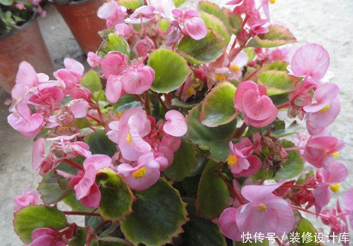 生长习性|此1种花,花期超长,能开9个月,养一盆天天有花看