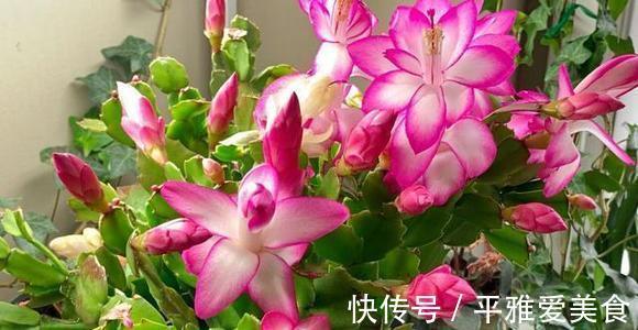 秋季|秋季入手长寿花、蟹爪兰,按照此3点护理,开花数量翻一翻