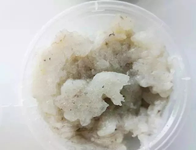 立冬后鱼口变轻如何破?不用调整技巧,使用这一物大鱼疯狂聚集!