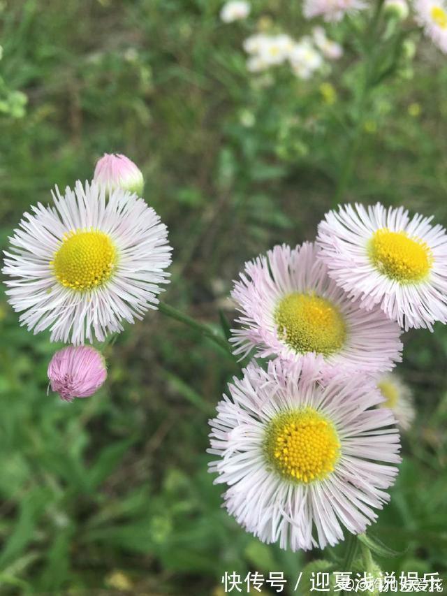 堪称生物入侵的花,千万别在家养,泛滥了可不好收拾